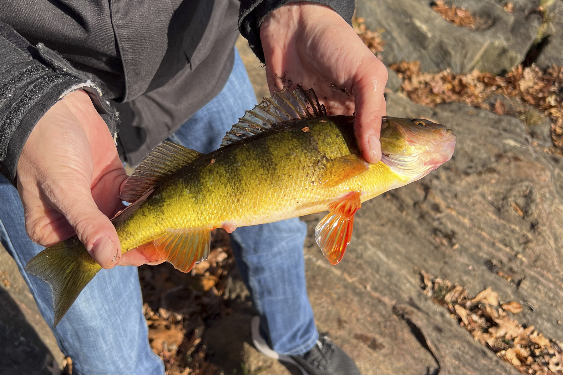 yellow perch