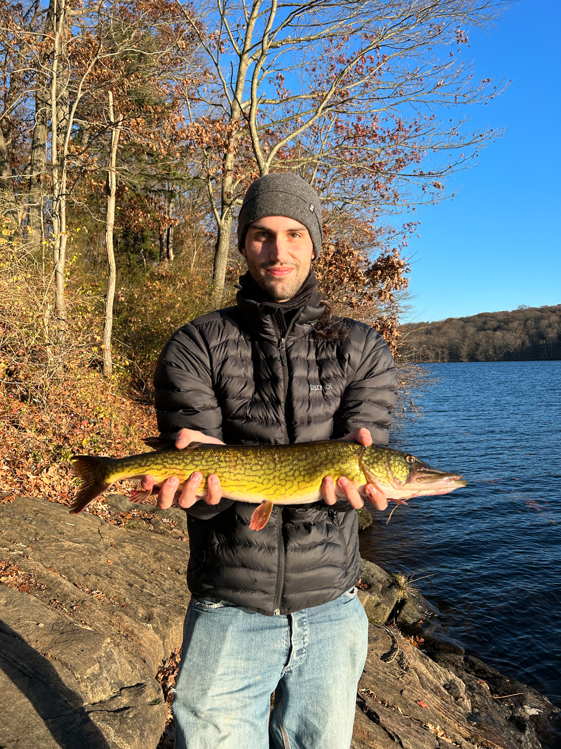 Chain Pickerel