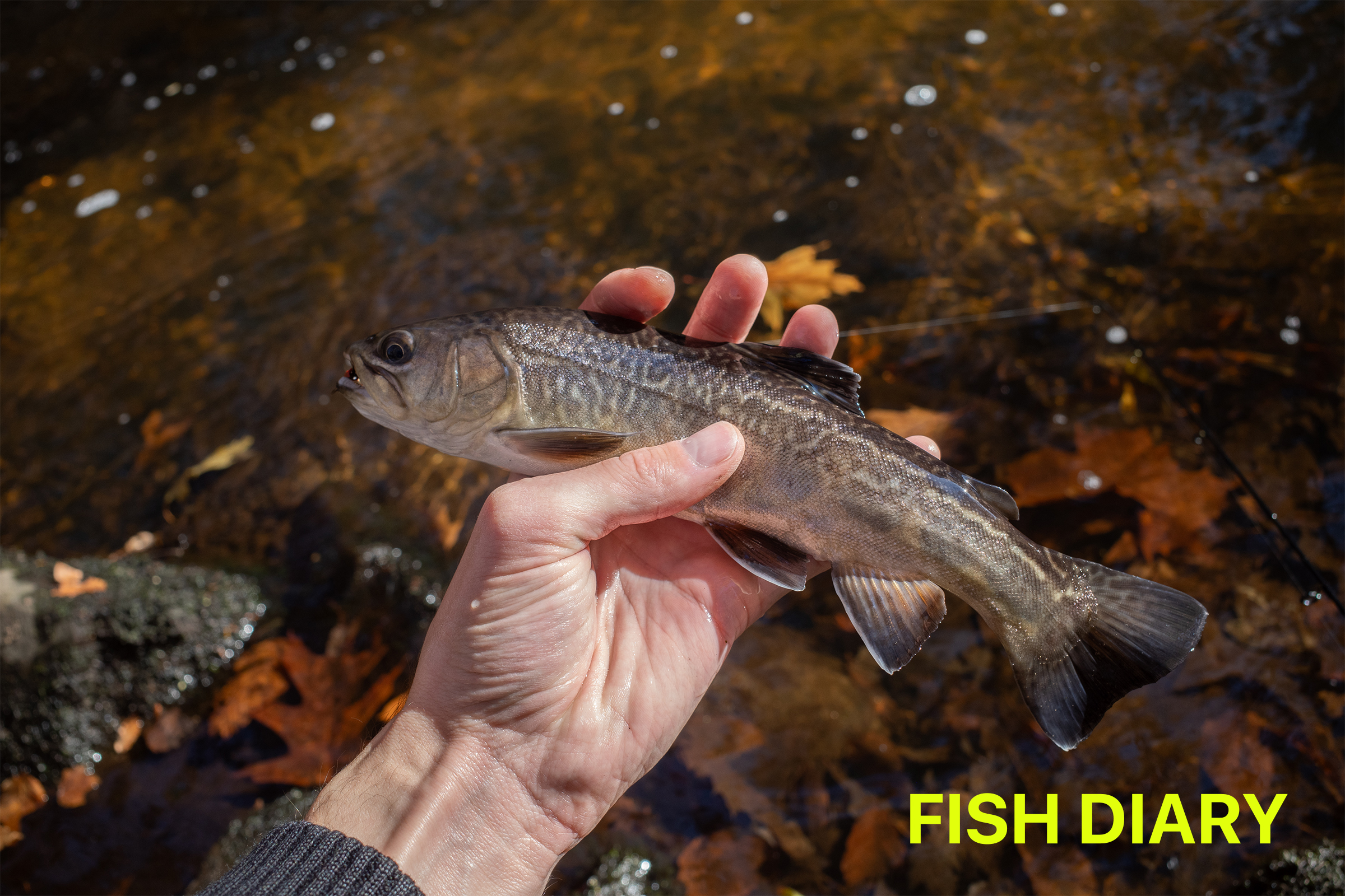 Trout, Bass, and more.